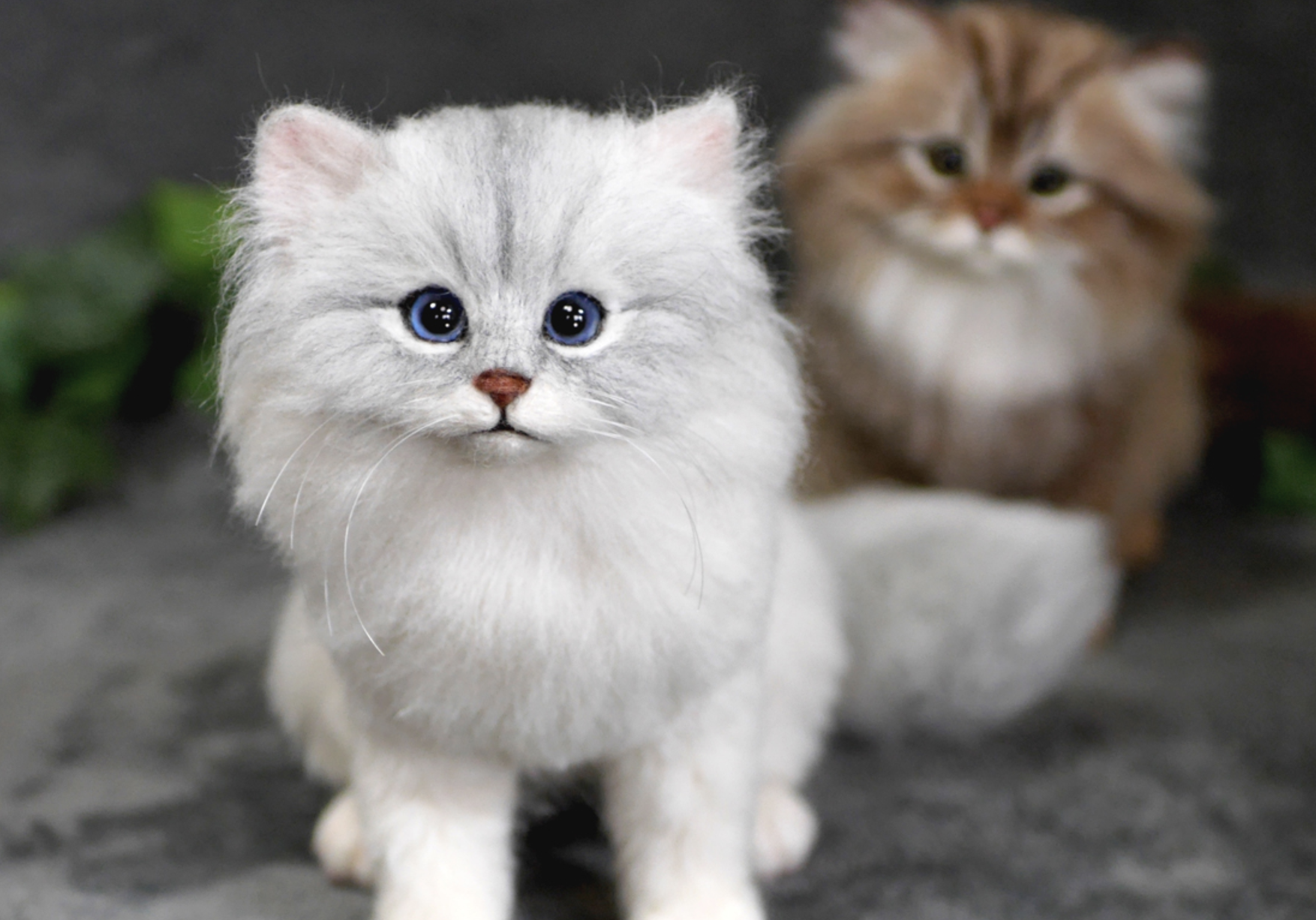 ペルシャ猫_3