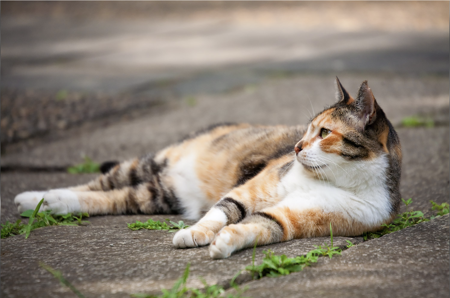三毛猫