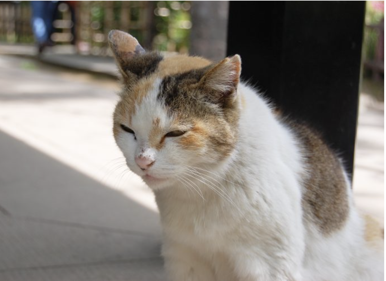 三毛猫_2