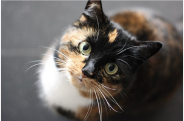 三毛猫_3